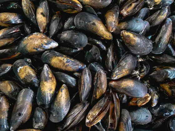 Mejillones al vapor perfectos - La guía definitiva para un sabor puro